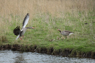 Graugans Wallmuseum Oldenburg