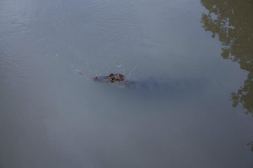 Head of an alligator showing above the murky blue water with body showing below the surface