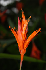 Orange spiky petal exotic flower