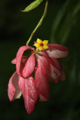 Pink tropical flowers with yellow center and green foliage