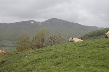Naklejka premium Grazing cows in a meadow