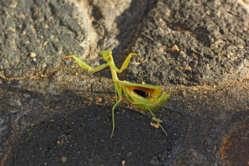 Mante religieuse en colère
