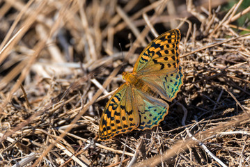 The cardinal butterfly or Argynnis Pandora close