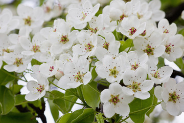 spring blooming pear. White flowers closeup