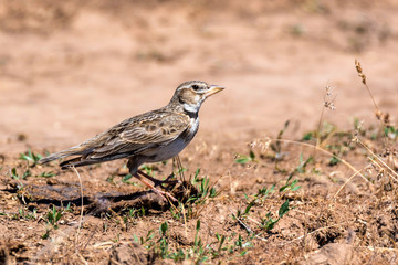 Calandra lark or Melanocorypha calandra on ground
