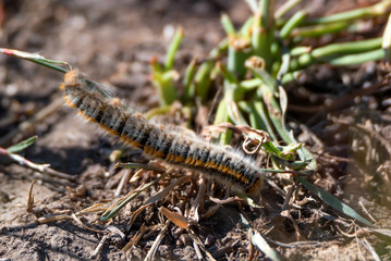 Obraz na płótnie Canvas Caterpillar Lasiocampa trifolii on ground