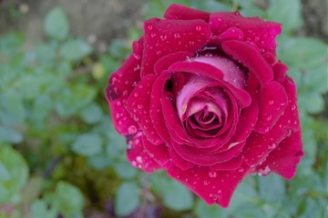цветок розы после дождя