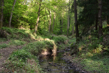 Obraz premium Wald bei Bad Münstereifel