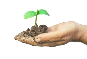man hands holding green sprout of plant and dirt