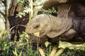 Giant Tortoise