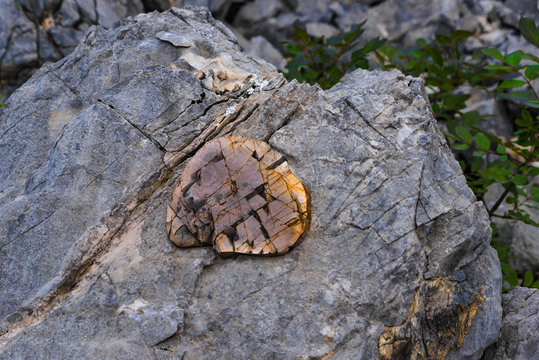 Felsenschl&uuml;sse im Biotop Marocche Trentino Italien