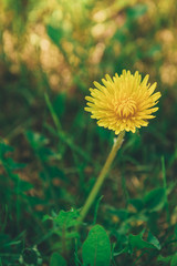 Close up of blooming yellow dandelion flower in garden on spring time.