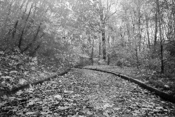 black and white landscape road in an autumn park