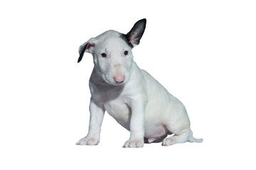 Obraz premium beautiful white bull Terrier puppy with a straight back at the dog show, on a white background