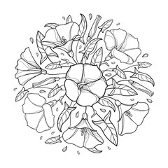 Vector round bouquet with outline Convolvulus or Bindweed bell, ornate leaf and bud in black isolated on white background. Contour Bindweed flower bunch for summer design or coloring book.
