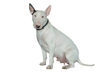 Beautiful bull-terrier isolated on a white background with reflection on the floor