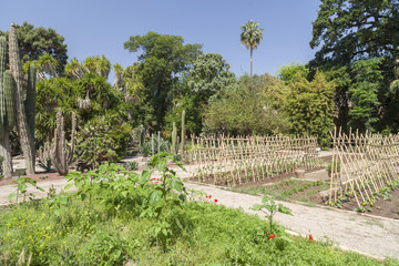 Botanical garden of Valencia. Spain.