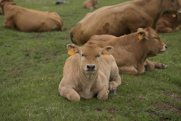 Portrait of a calf