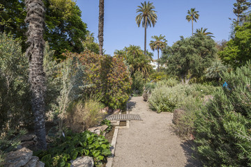 Botanical garden of Valencia. Spain.