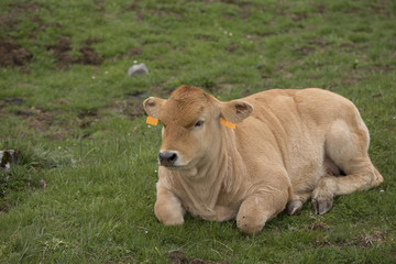 Fototapeta premium A calf is resting