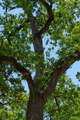 Mature Oak Tree Branches in front of Blue Sky