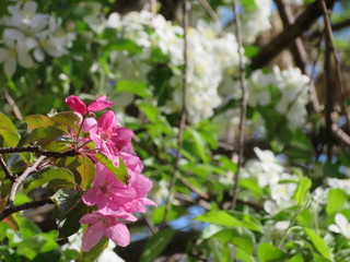 pink flowers blossoming apple tree, blue sky and sunshine spring background photo
