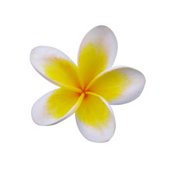Fototapeta na wymiar frangimani flower isolated on white background
