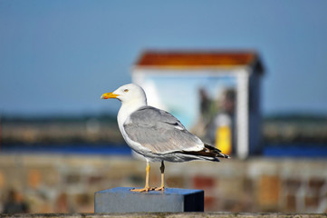 Möwe auf der Mittelmole