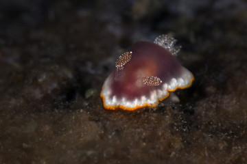 Nudibranch Goniobranchus sp. 39 in NSSI.Picture was taken in Anilao, Philippines
