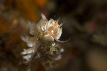 Fototapeta na wymiar Sea slugs, aeolid nudibranchs Caloria sp. in Anilao, Philippines