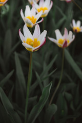 Fototapeta premium Close up of White and Yellow Flowers, Amsterdam, Holland, The Netherlands