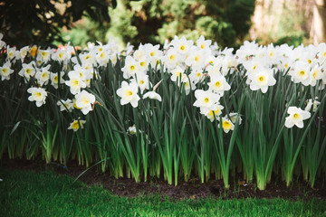 Obraz premium Group of Yellow and White Flowers in Flower Bed, Amsterdam, Holland, The Netherlands