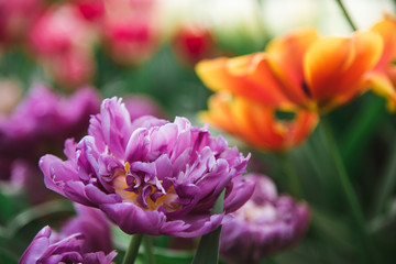 Obraz na płótnie Canvas Close up of Purple and Orange Flowers, Amsterdam, Holland, The Netherlands