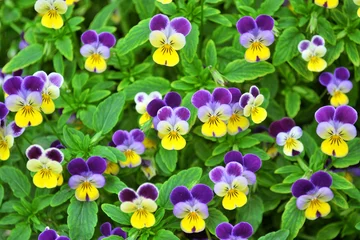 Deurstickers Viooltjes lente bloeiende viooltje bloemen achtergrond