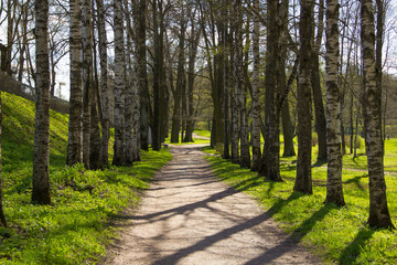 Obraz premium Wieczorna wiosenna aleja parku. Gatchina, Gatchina Park, Rosja, Leningrad Region.