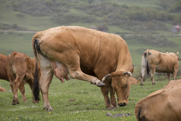A cow is scratching it's head with hoof