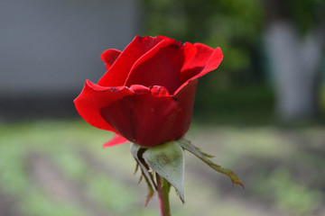 Single red rose with green leaves