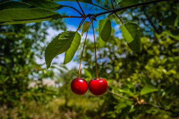 Cherry on a branch against a wall background