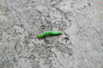 Green caterpillar on a concrete background