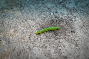 Green caterpillar on a concrete background