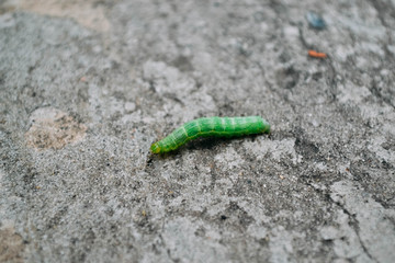 Green caterpillar on a concrete background