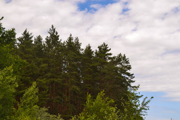 Coniferous forest against the sky