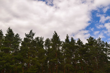 Obraz premium Coniferous forest against the sky