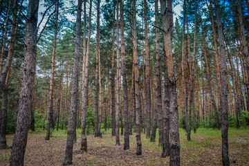 Fototapeta premium Coniferous forest against the sky