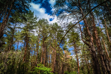 Coniferous forest against the sky