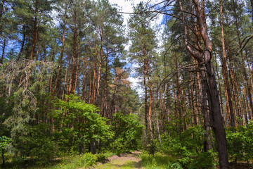 Fototapeta premium Coniferous forest against the sky