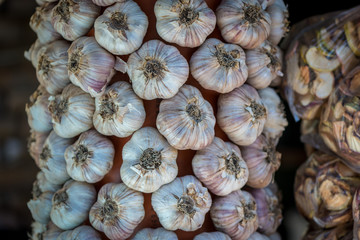 White and purple garlic pile texture. Fresh garlic on market table closeup photo. Vitamin healthy food spice image. Spicy cooking ingredient picture. Pile of white and purple garlic heads.
