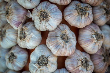 White and purple garlic pile texture. Fresh garlic on market table closeup photo. Vitamin healthy food spice image. Spicy cooking ingredient picture. Pile of white and purple garlic heads.