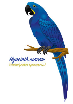 hyacinth macaw parrot bird