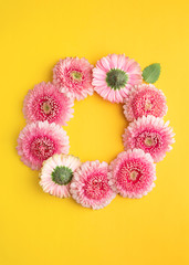 Spring flowers wreath isolated on a yellow background. Gerbera daisy flower petals viewed directly from above. Top view